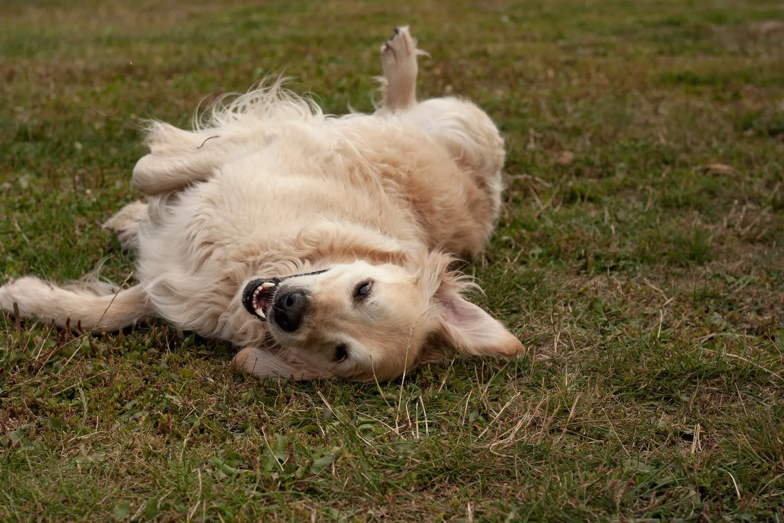 Golden retriever rolling on its back on grass