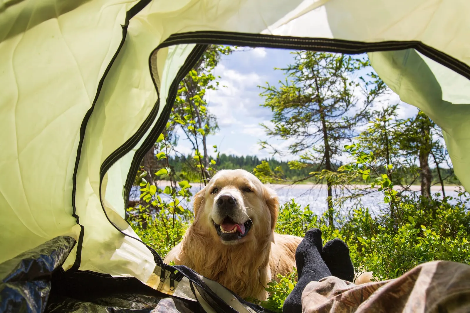 Golden retriever sitting outside a tent in the outdoors