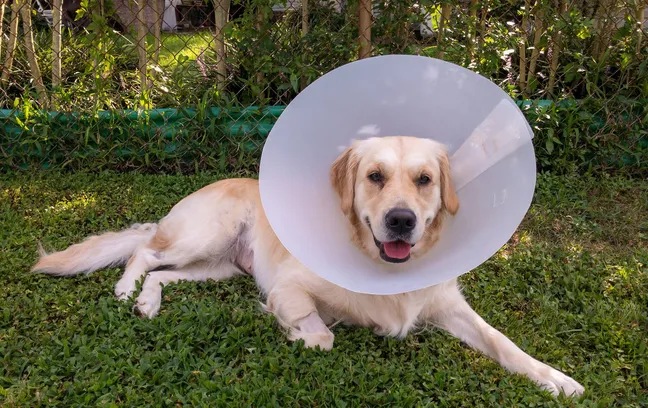 Golden retriever with a medical cone on