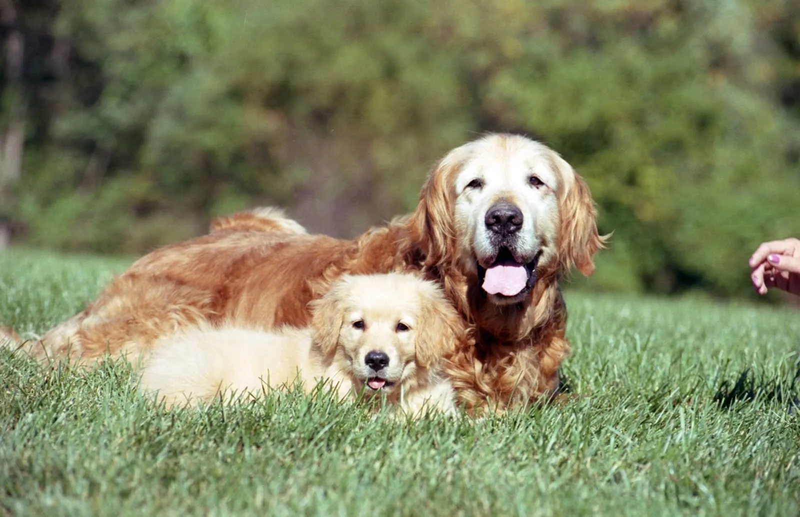Old golden retriever with a golden retriever puppy