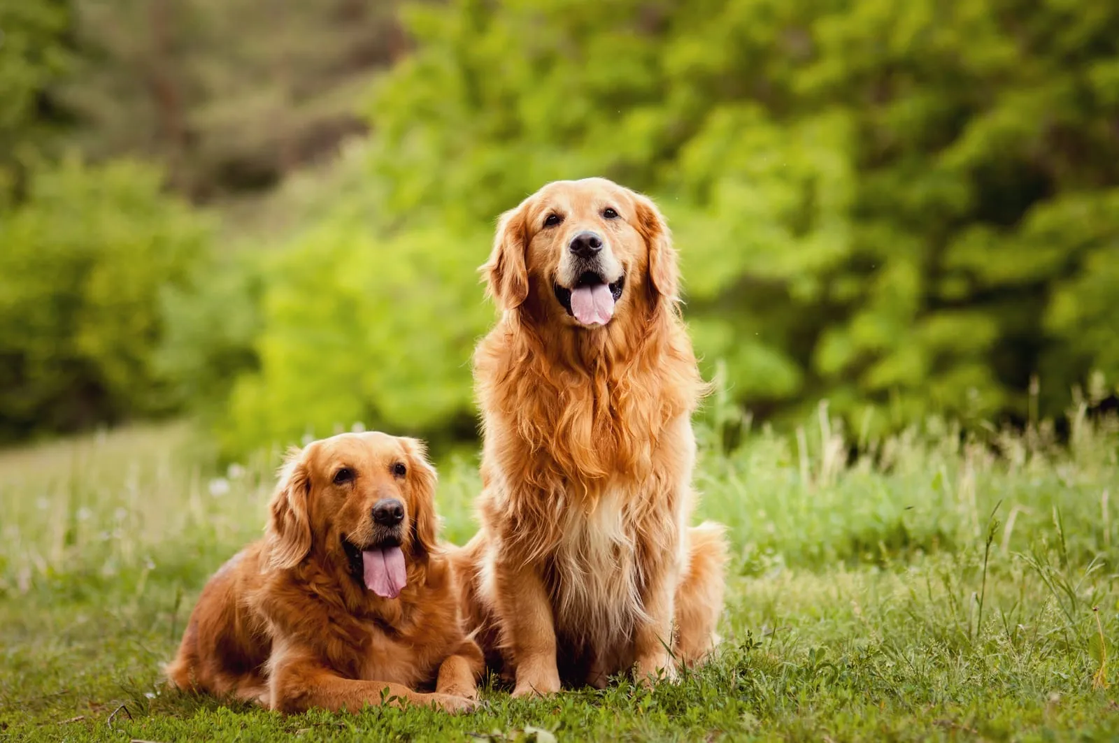 Two golden retrievers in the outdoors