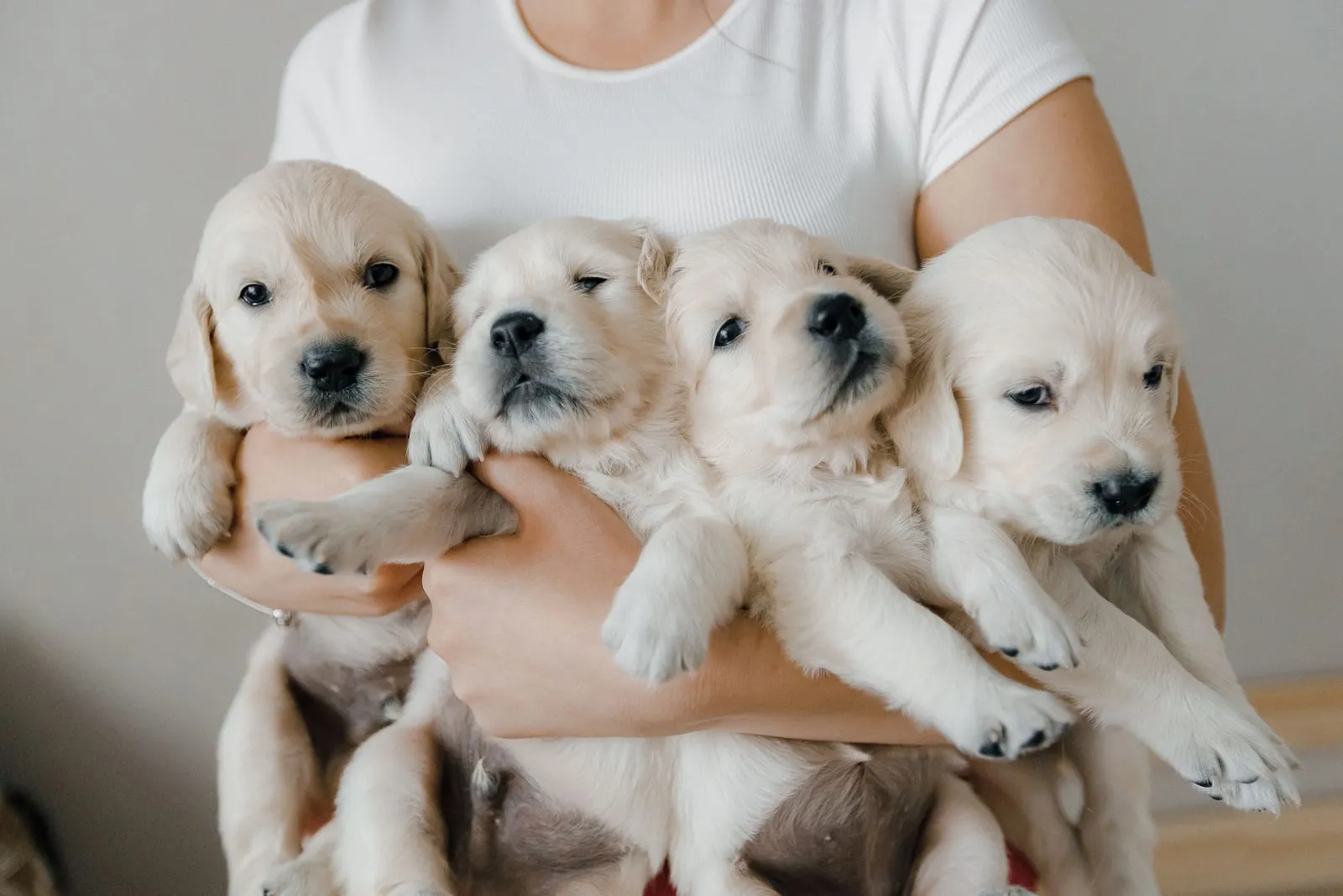 Woman holding a bunch of golden retriever puppies