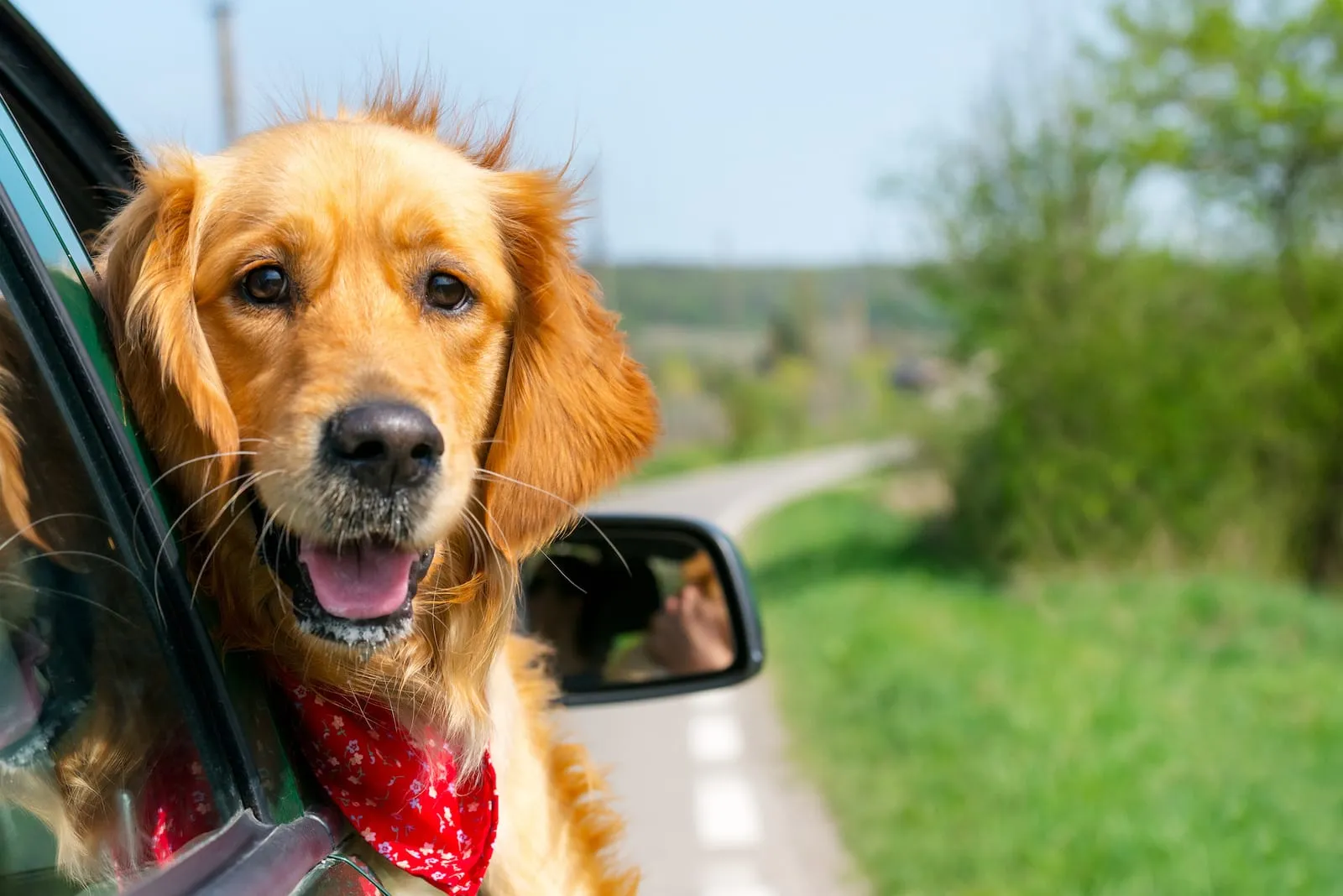 Golden retriever with head out of a car window