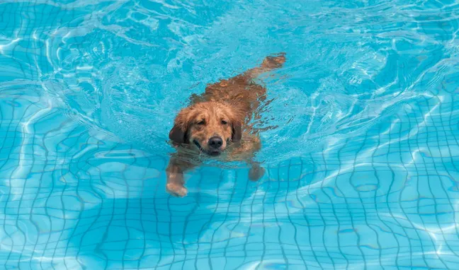 Swimming golden retriever