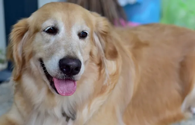 Closeup of a golden retriever with a white face