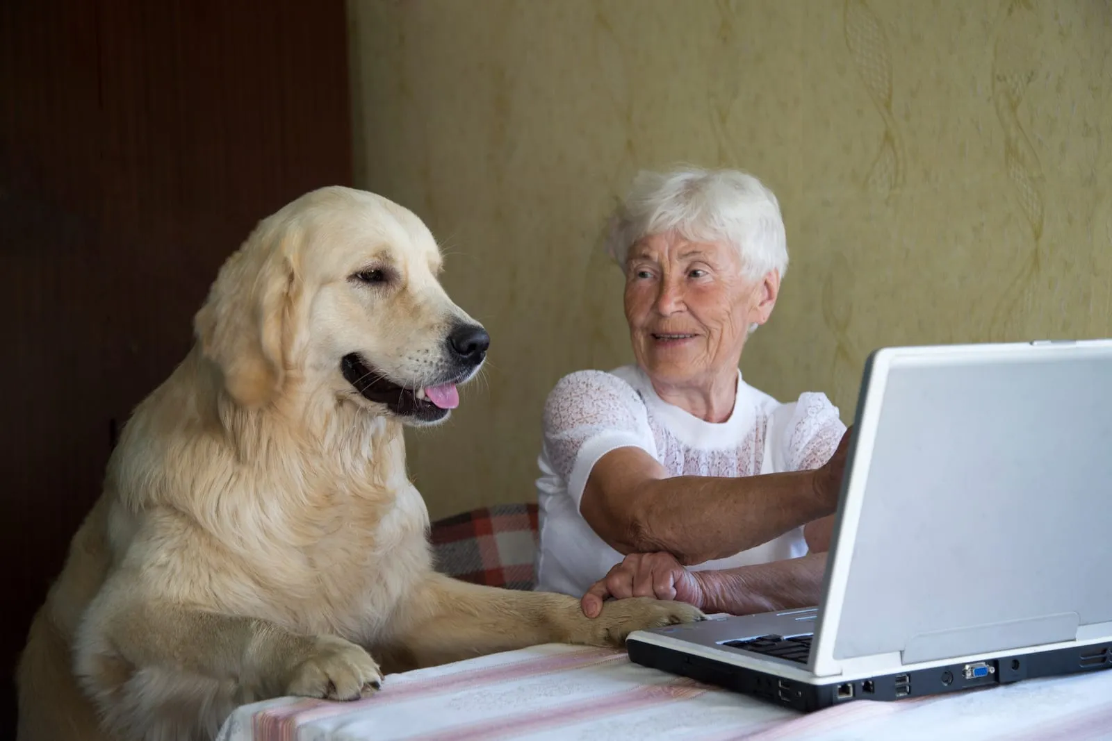 Golden retriever sitting at a table with an elderly woman