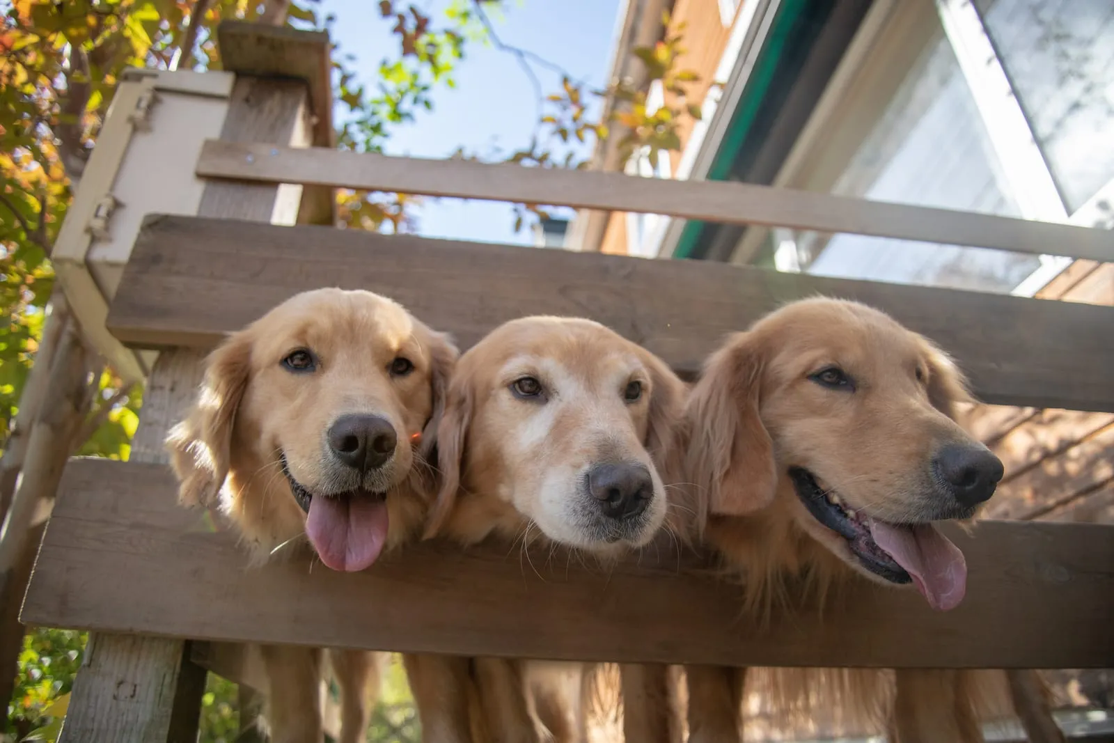 Three golden retrievers peeking through a fence