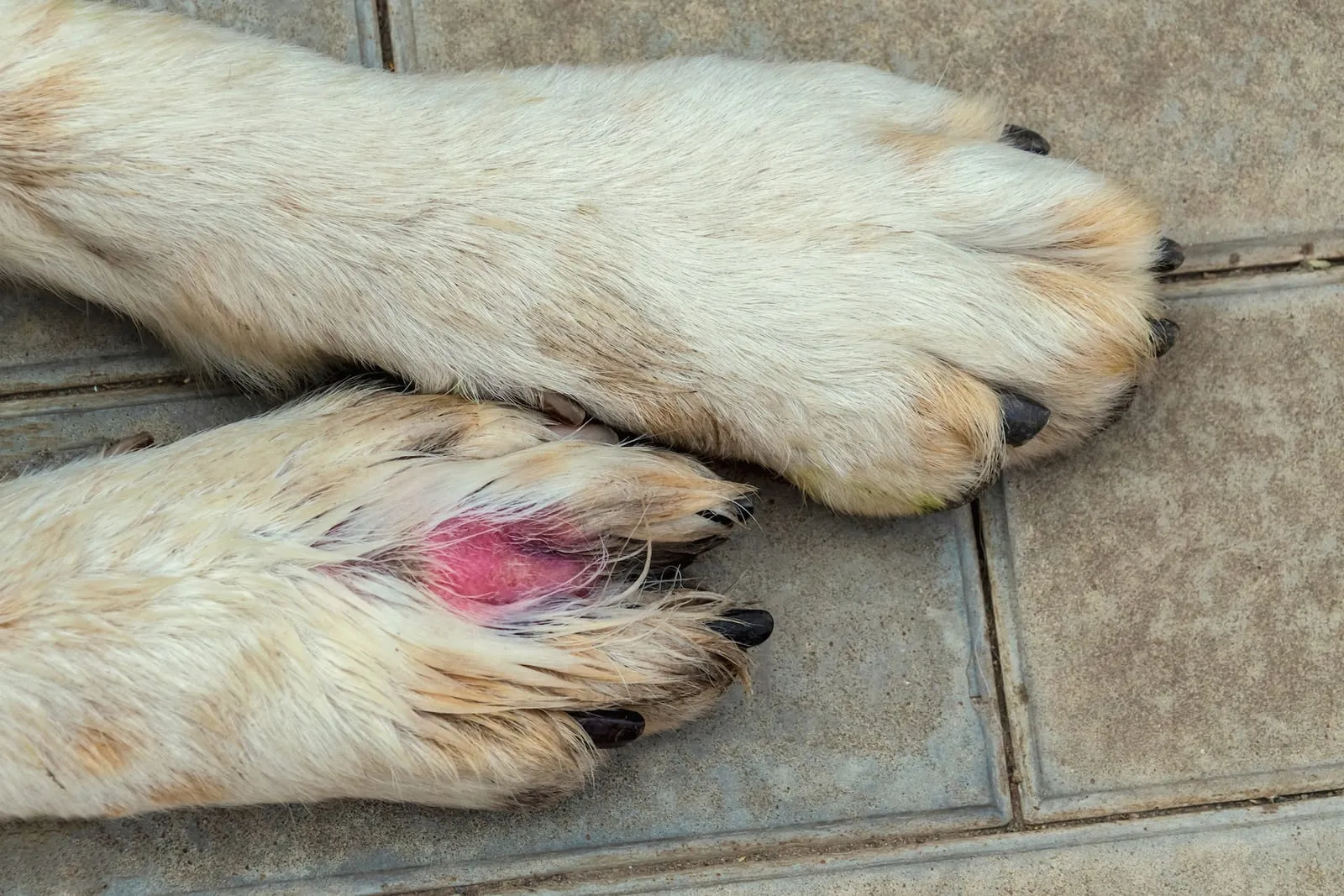 Closeup of a dog with a tumor on its paw