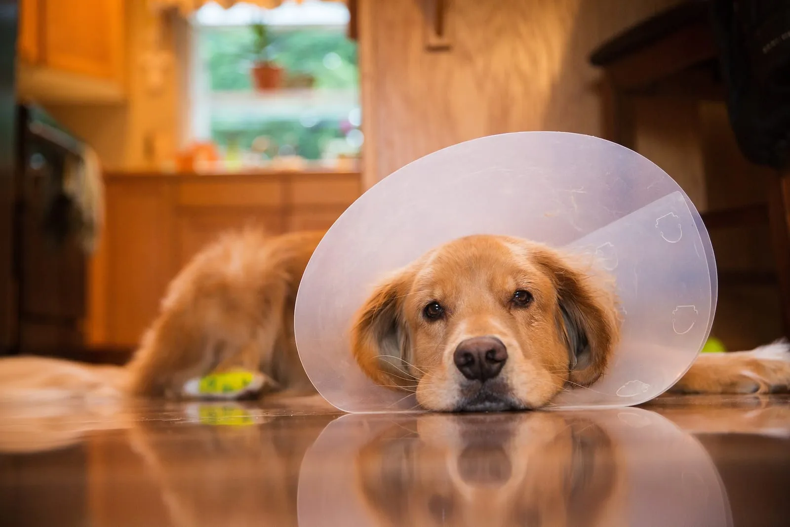 Golden retriever lying down with a medical cone