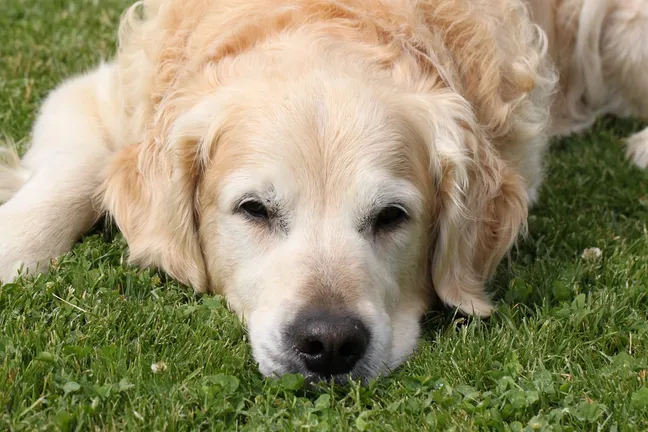 Golden retriever lying down on grass