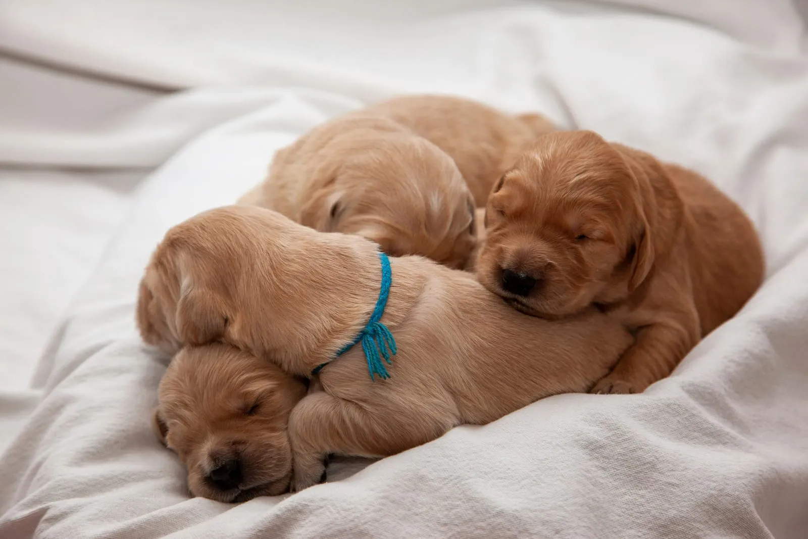 A literal pile of golden retriever puppies