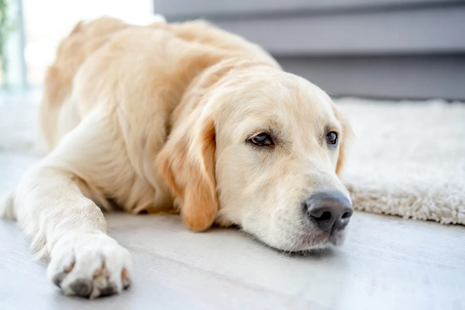 Golden retriever lying down on the floor