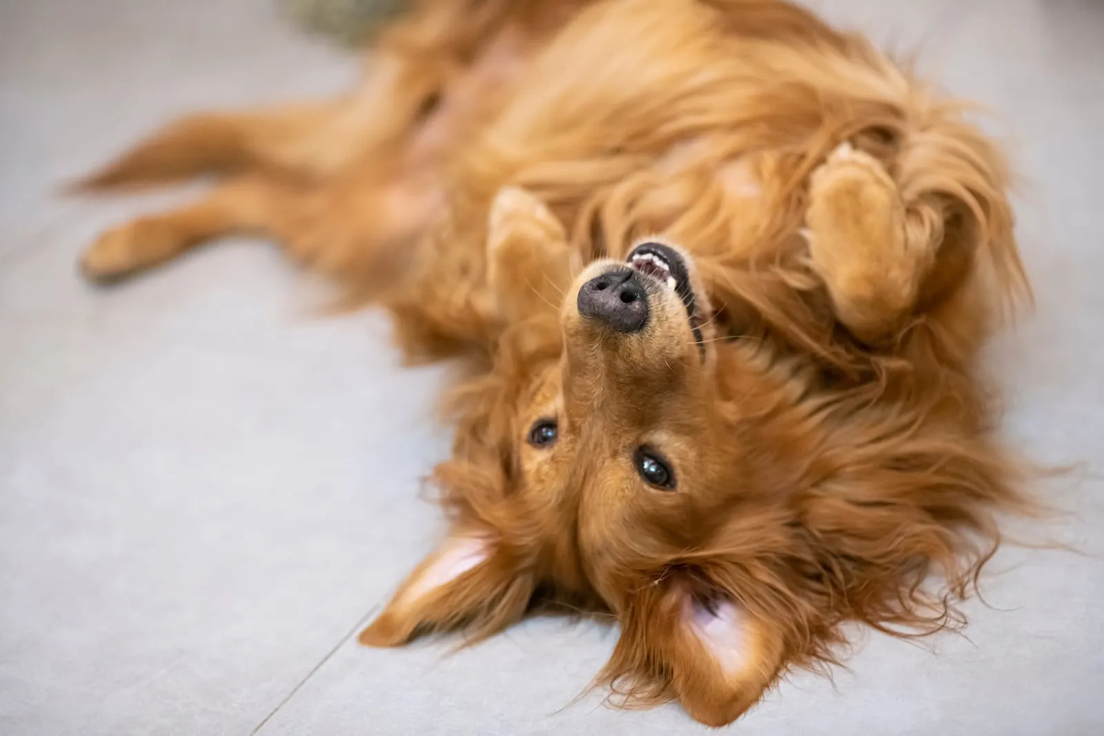Golden retriever lying on its back