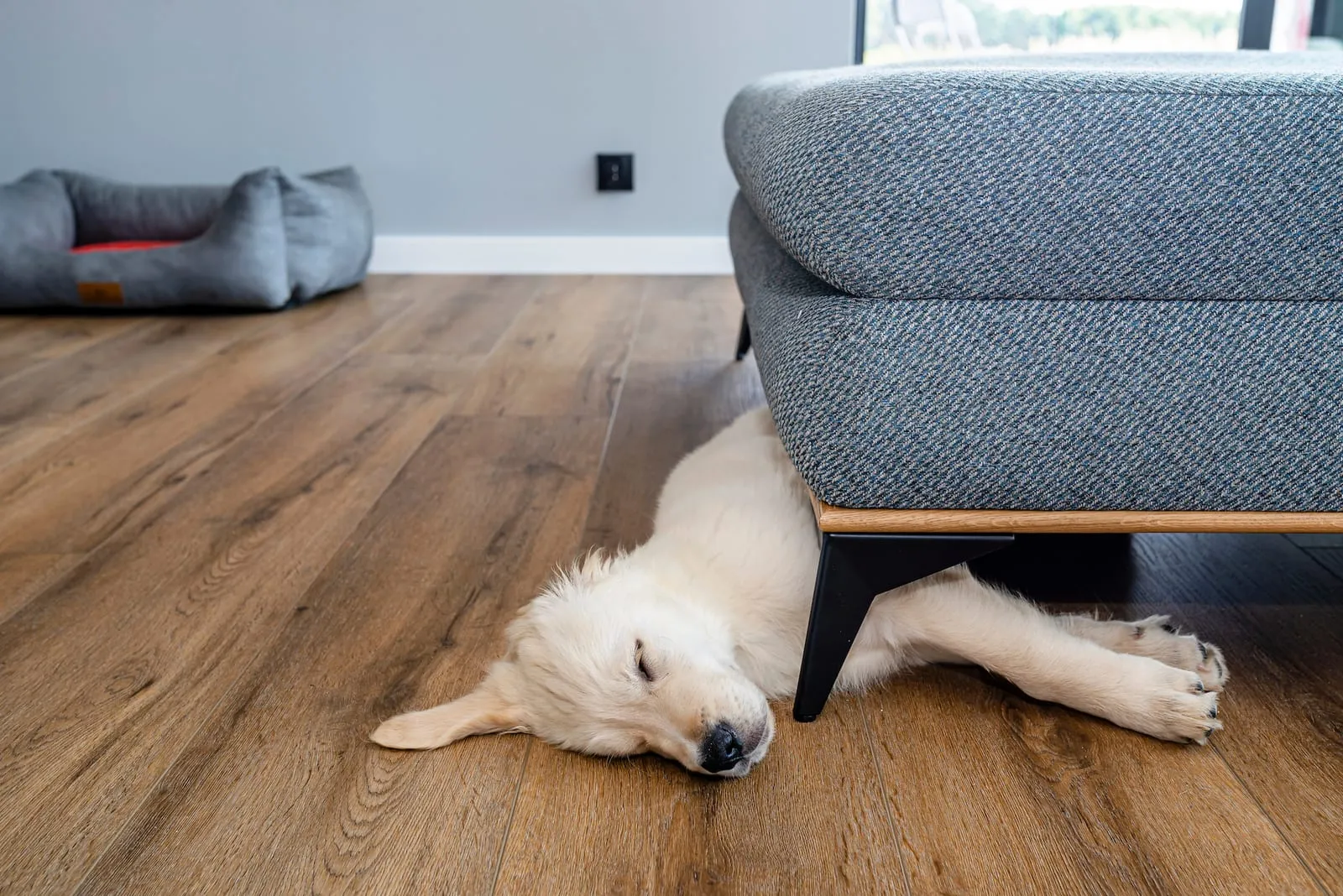Golden retriever puppy sleeping under a sofa