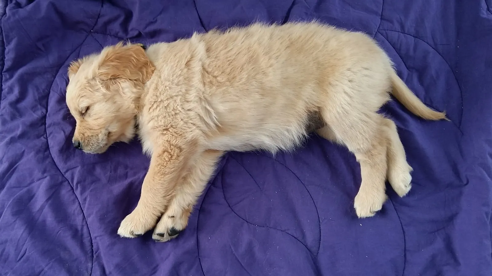 Golden retriever puppy sleeping on its bed