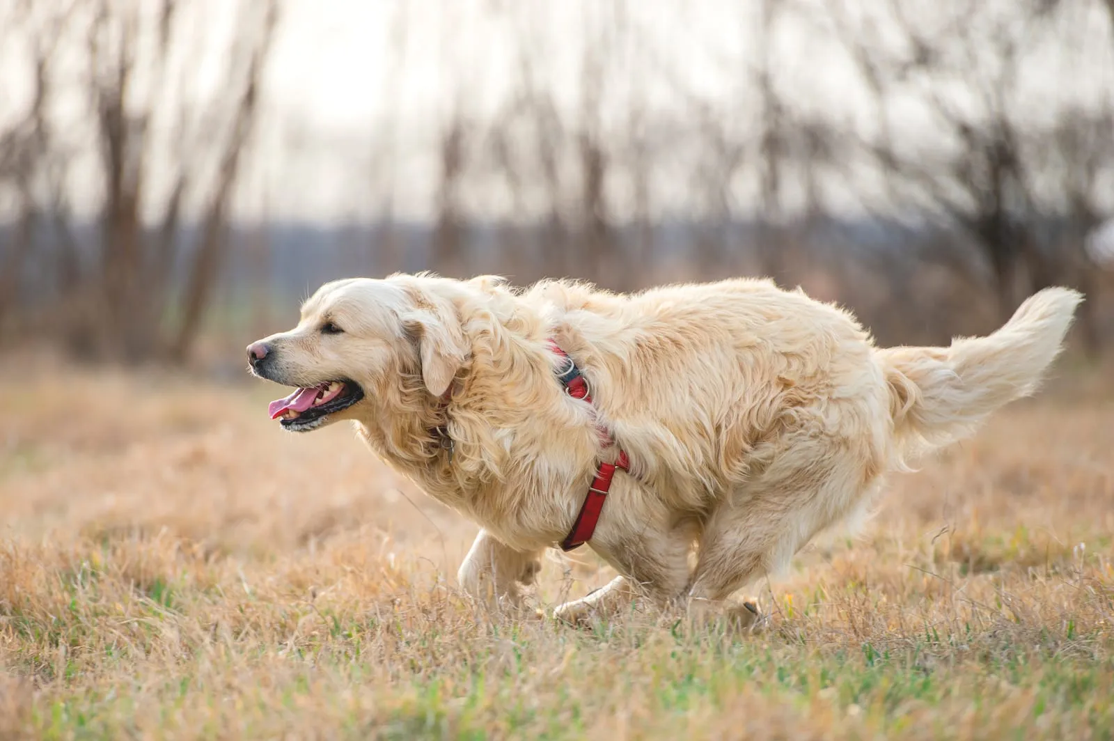 Golden retriever running around on a field