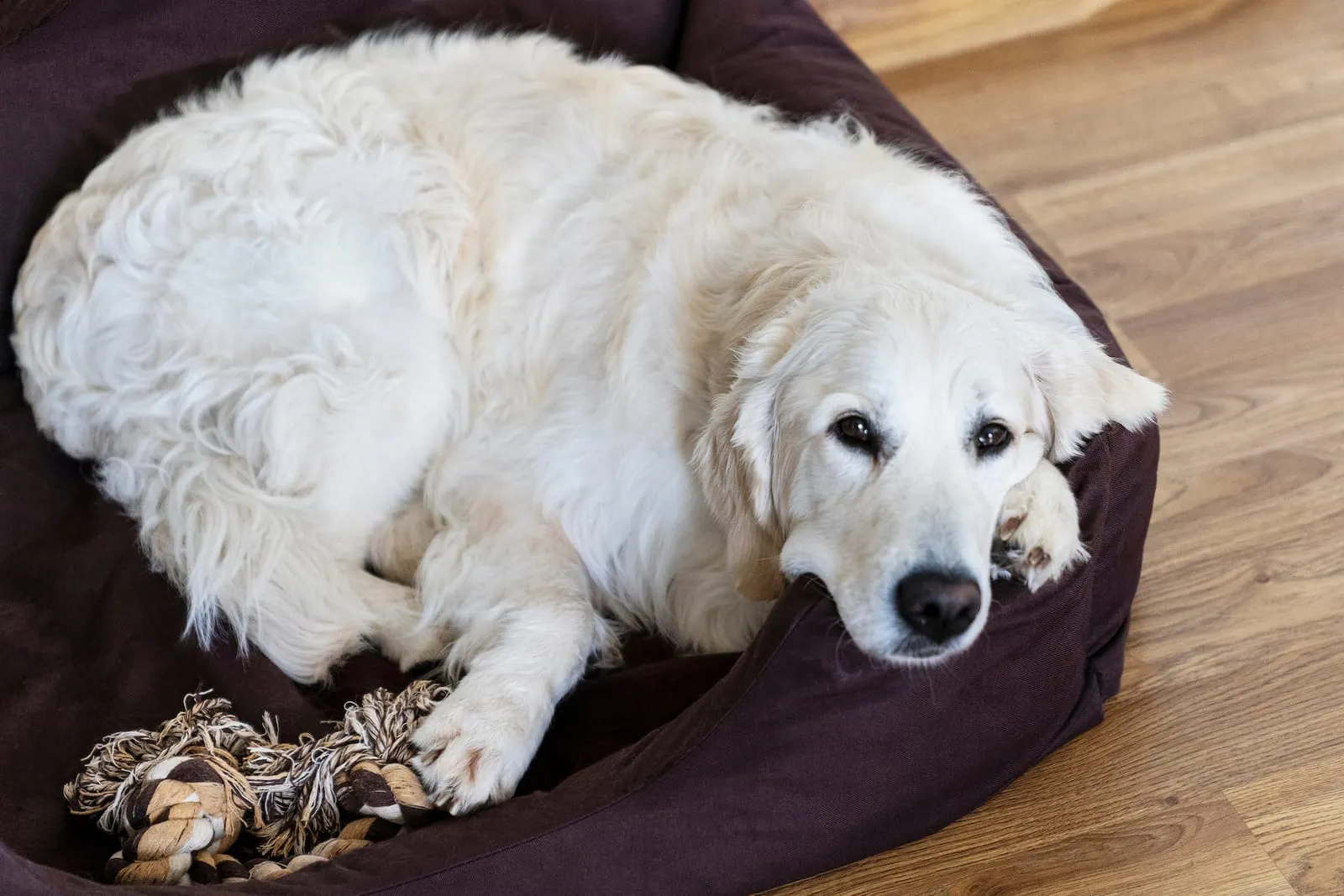 Golden retriever sleeping on its bed