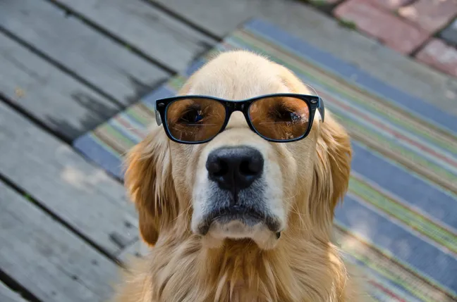Golden retriever with sunglasses on