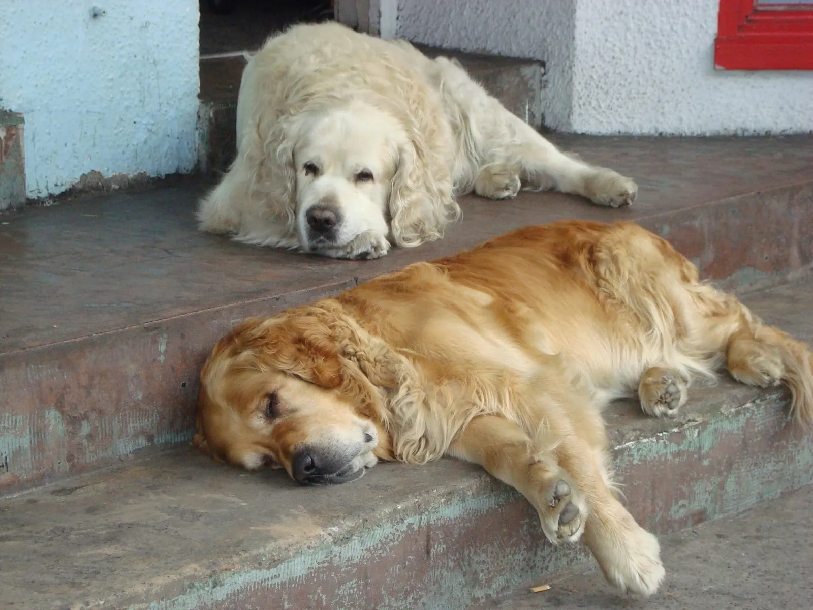 Two golden retrievers sleeping outside on some steps