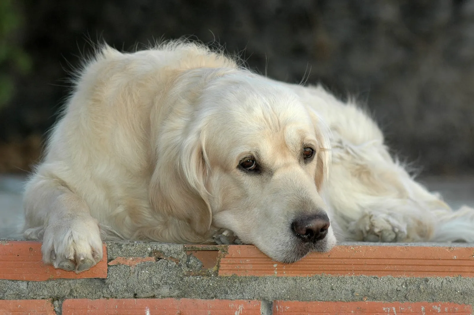 Golden retriever lying down outside