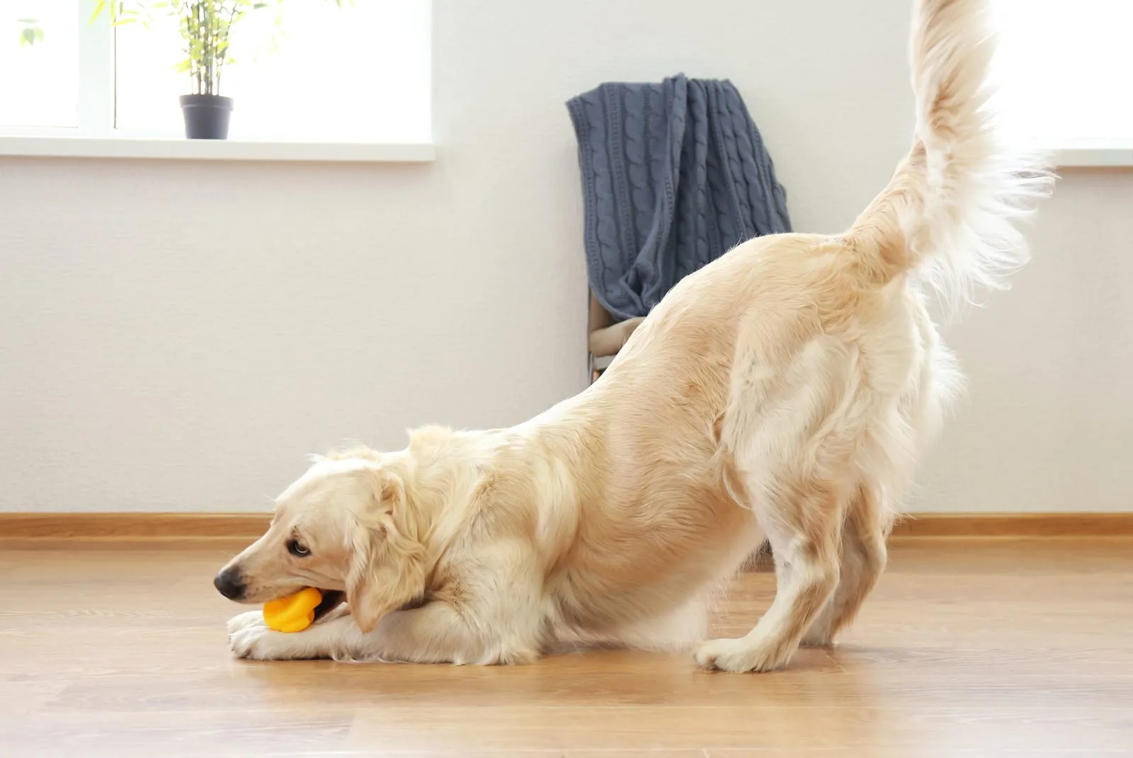 Golden retriever playing with a toy