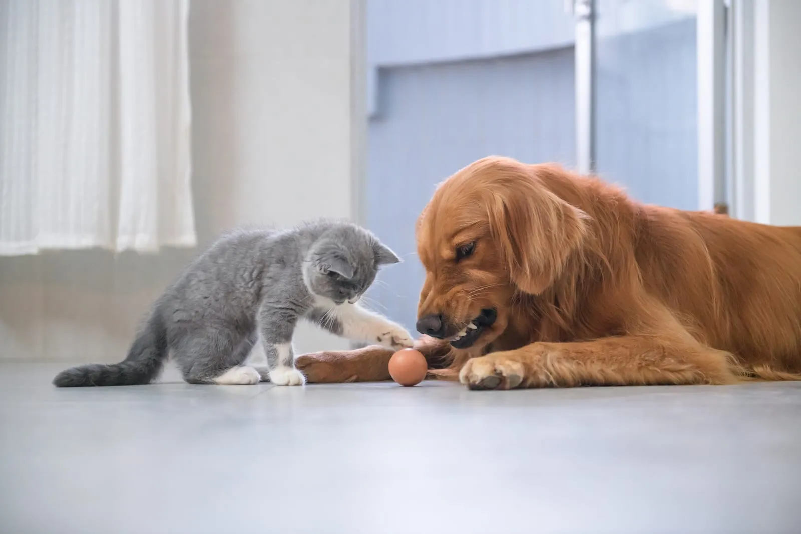Golden retriever snarling at a cat