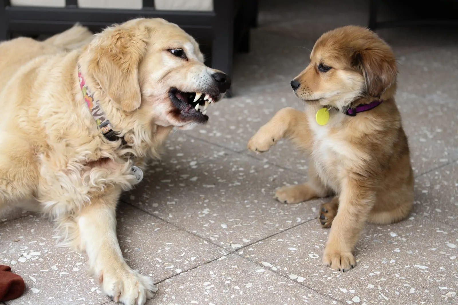 Golden retriever snarling at a puppy during play