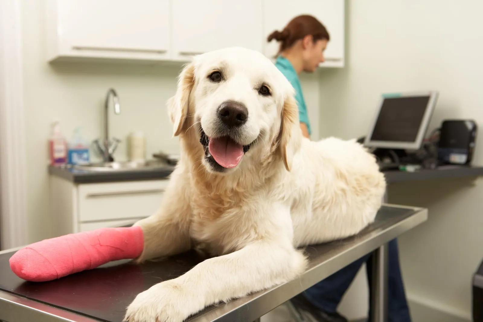 Golden retriever with a bandage on its leg