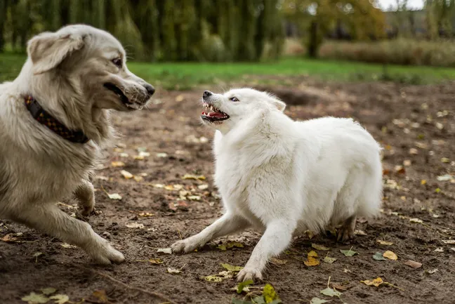 Two dogs playing in the outdoors