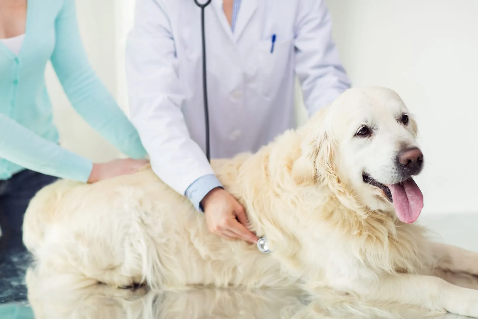 Golden retriever being inspected by a vet