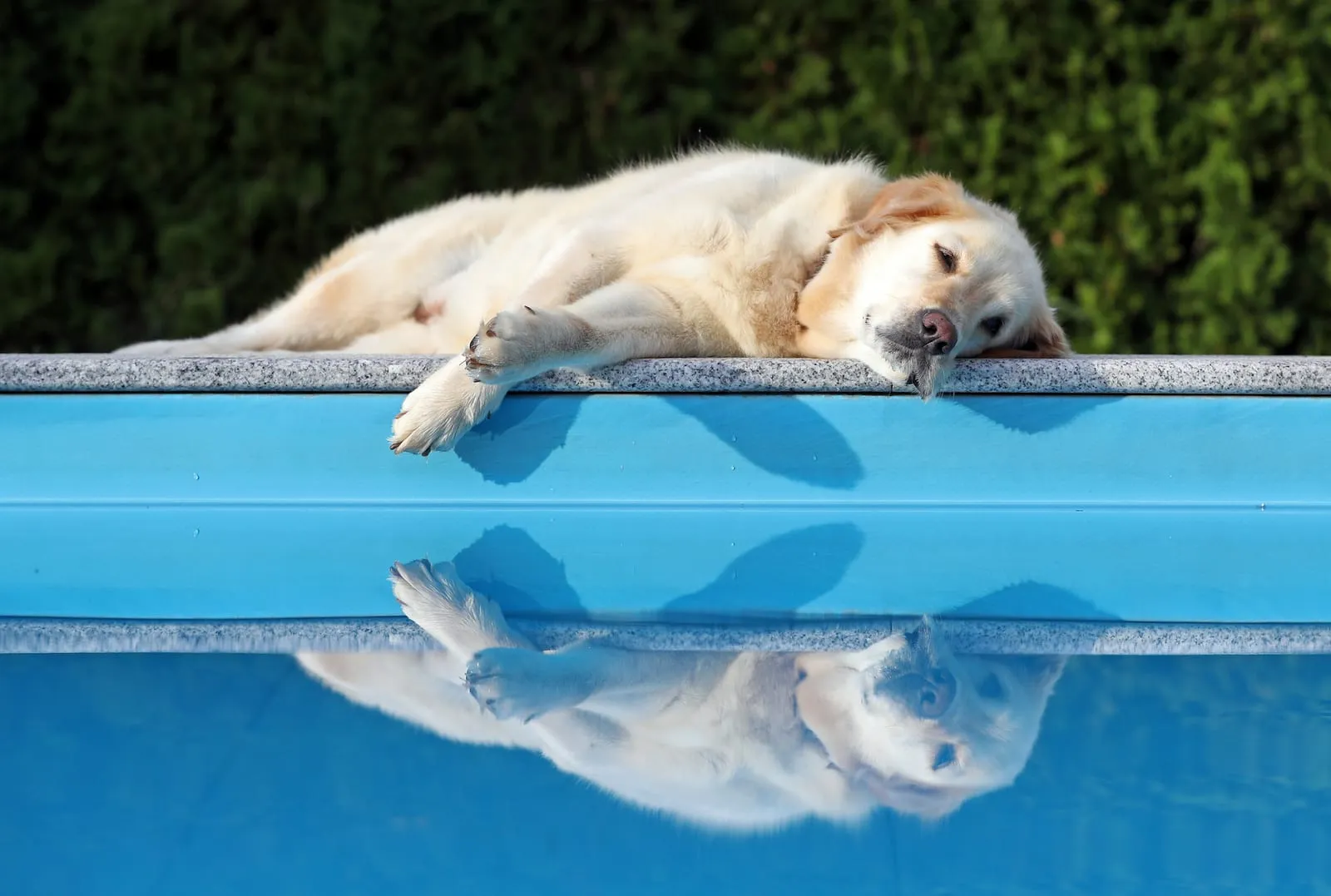 Golden retriever lying down next to a pool