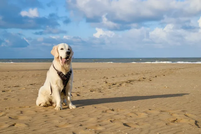 Golden retriever sitting on a beach