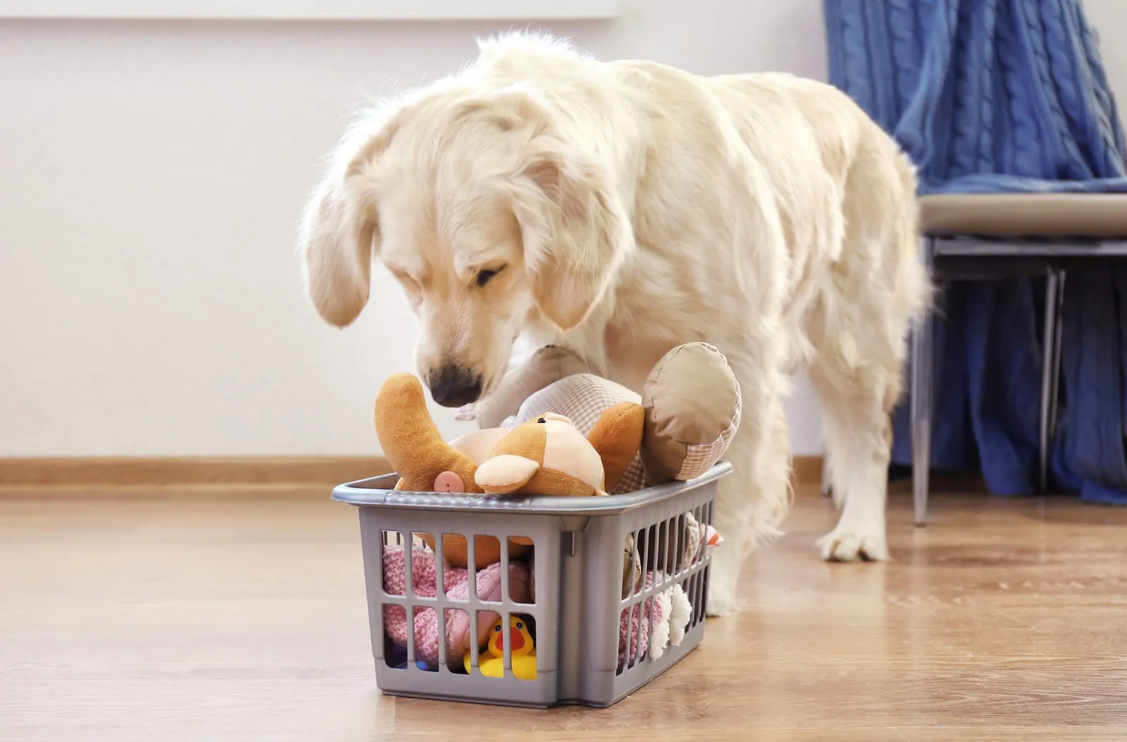 Golden retriever looking at a basket full of toys