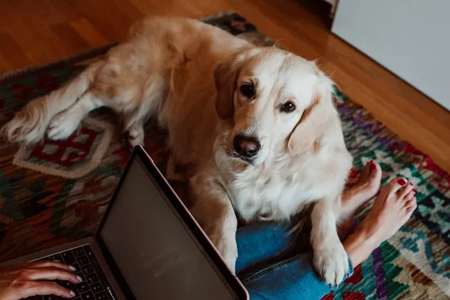 Golden retriever lying down next to a woman working on a laptop