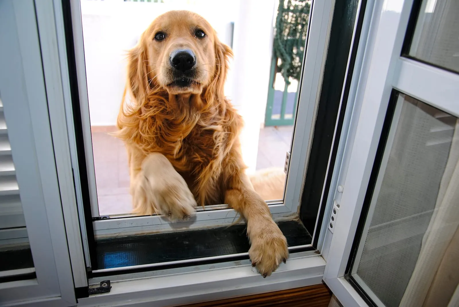 Golden retriever standing next to an open window