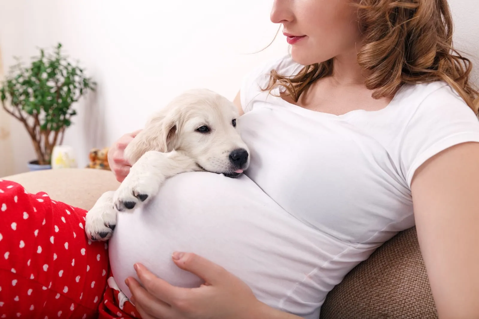 Pregnant woman with a golden retriever puppy lying on her stomach